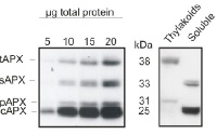 APX | L-ascorbate peroxidase  in the group Antibodies Plant/Algal  / Environmental Stress / Oxidative stress at Agrisera AB (Antibodies for research) (AS08 368)
